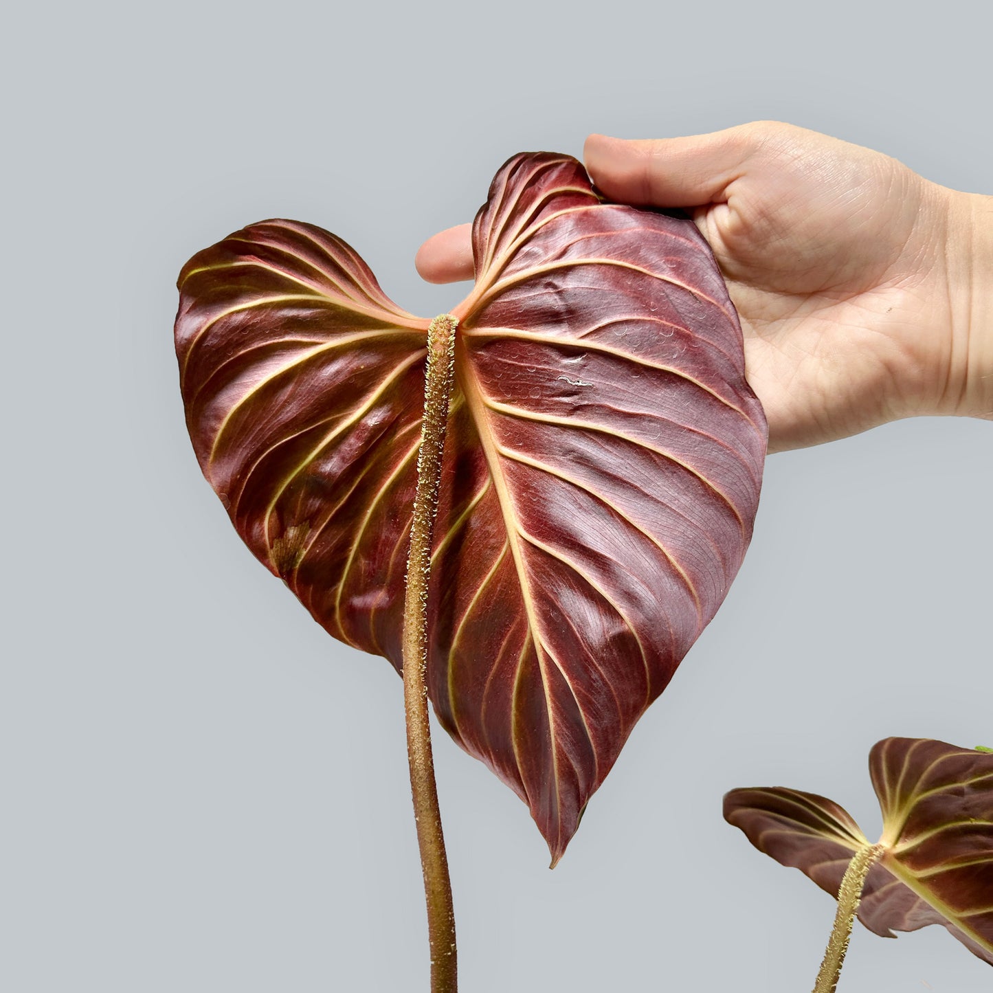 Philodendron verrucosum Amazon Sunset