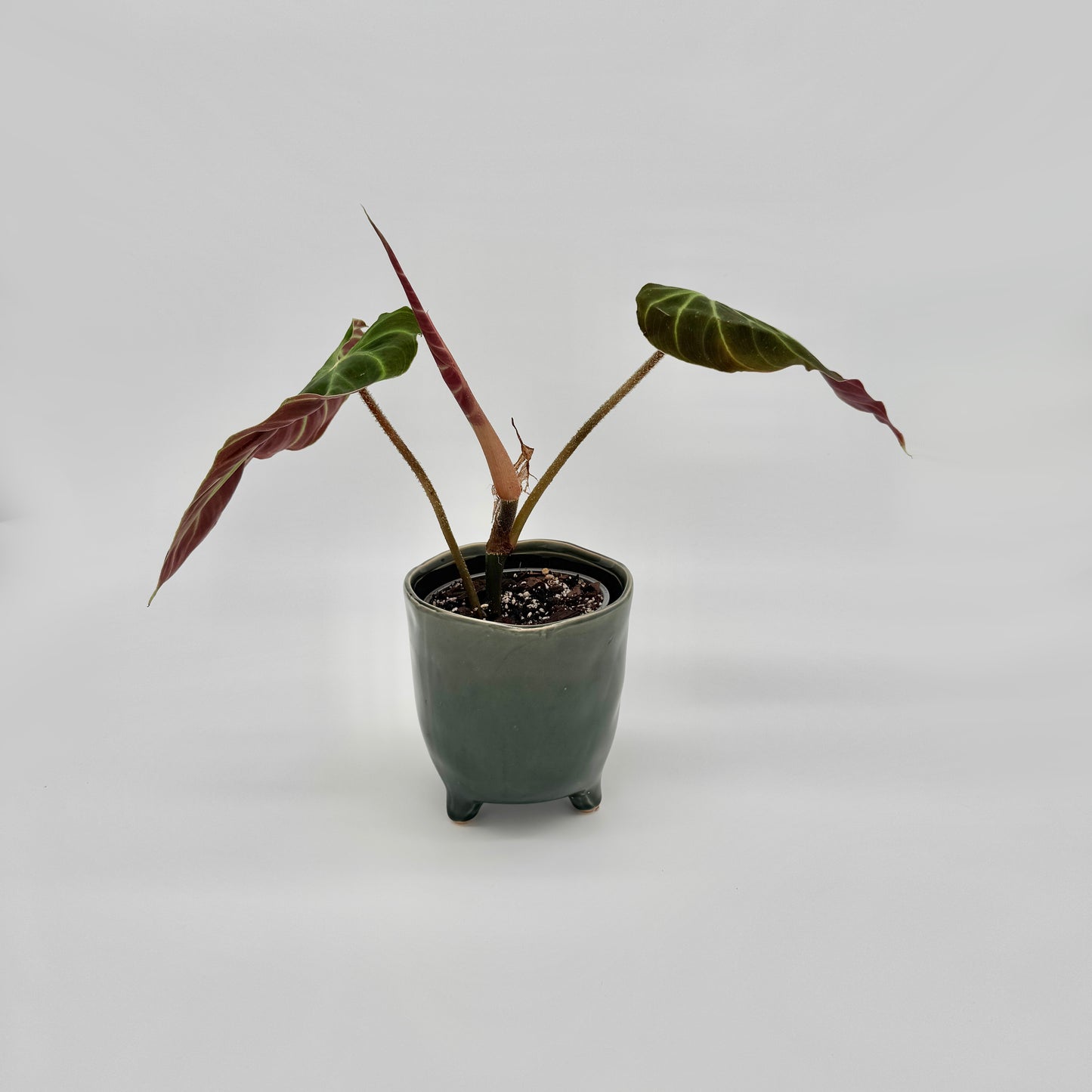 Philodendron verrucosum Amazon Sunset