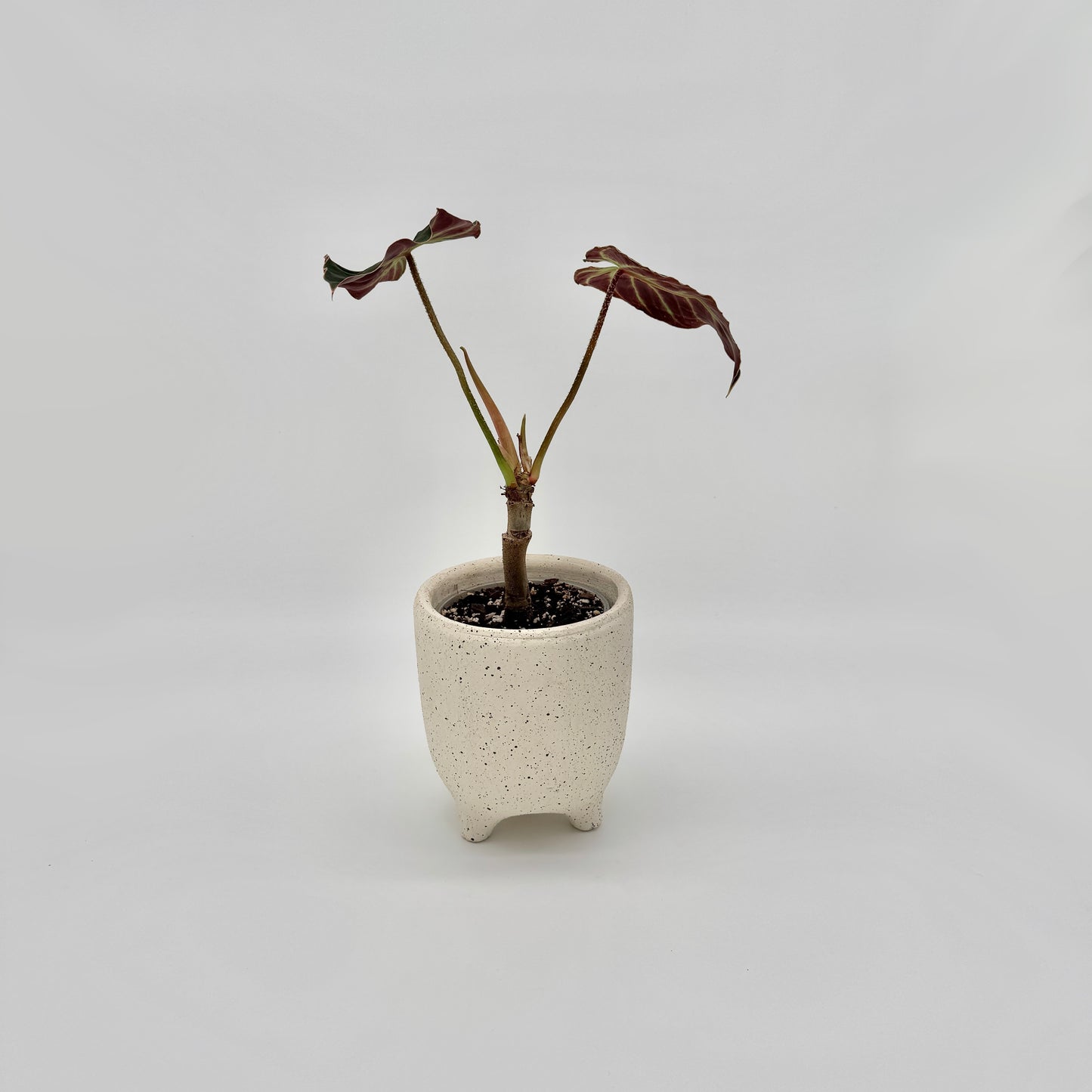 Philodendron verrucosum Amazon Sunset