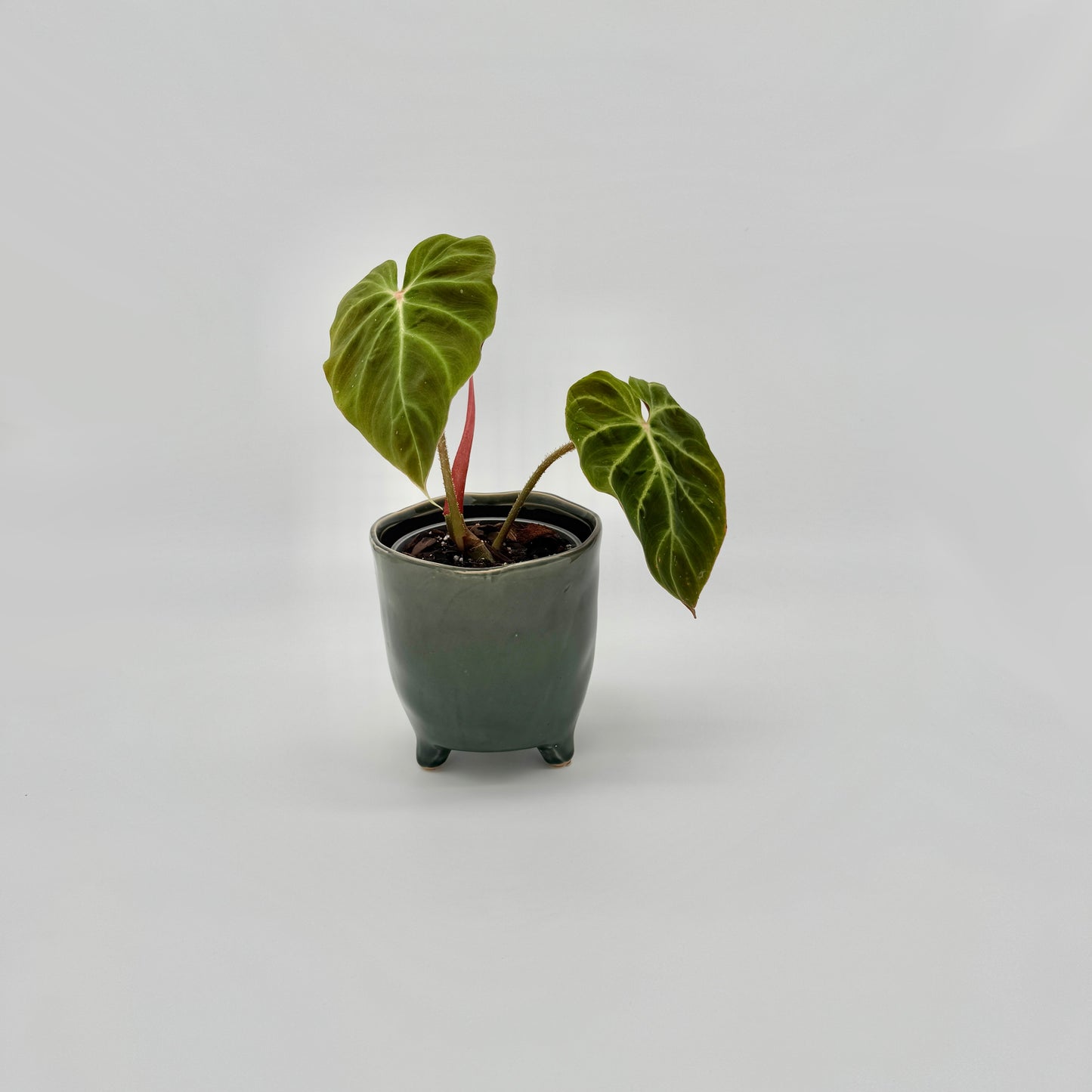 Philodendron verrucosum Amazon Sunset