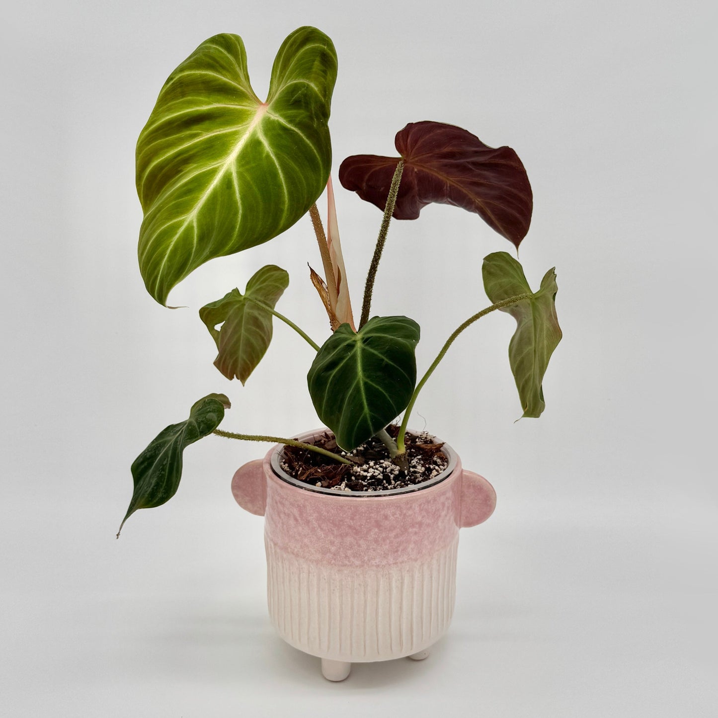 Philodendron verrucosum Amazon Sunset
