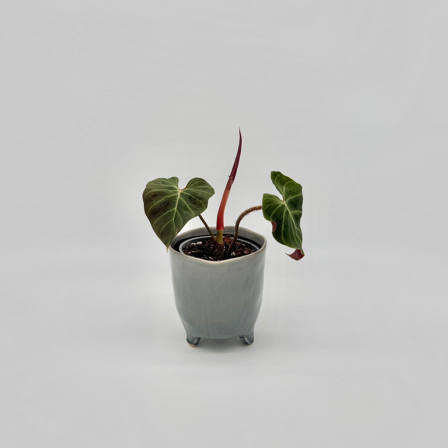 Philodendron verrucosum Amazon Sunset