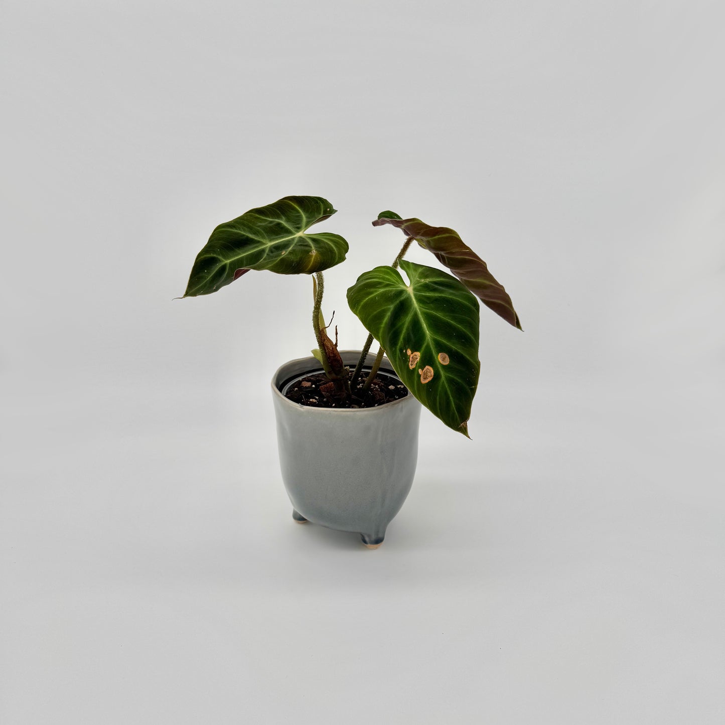 Philodendron verrucosum Amazon Sunset