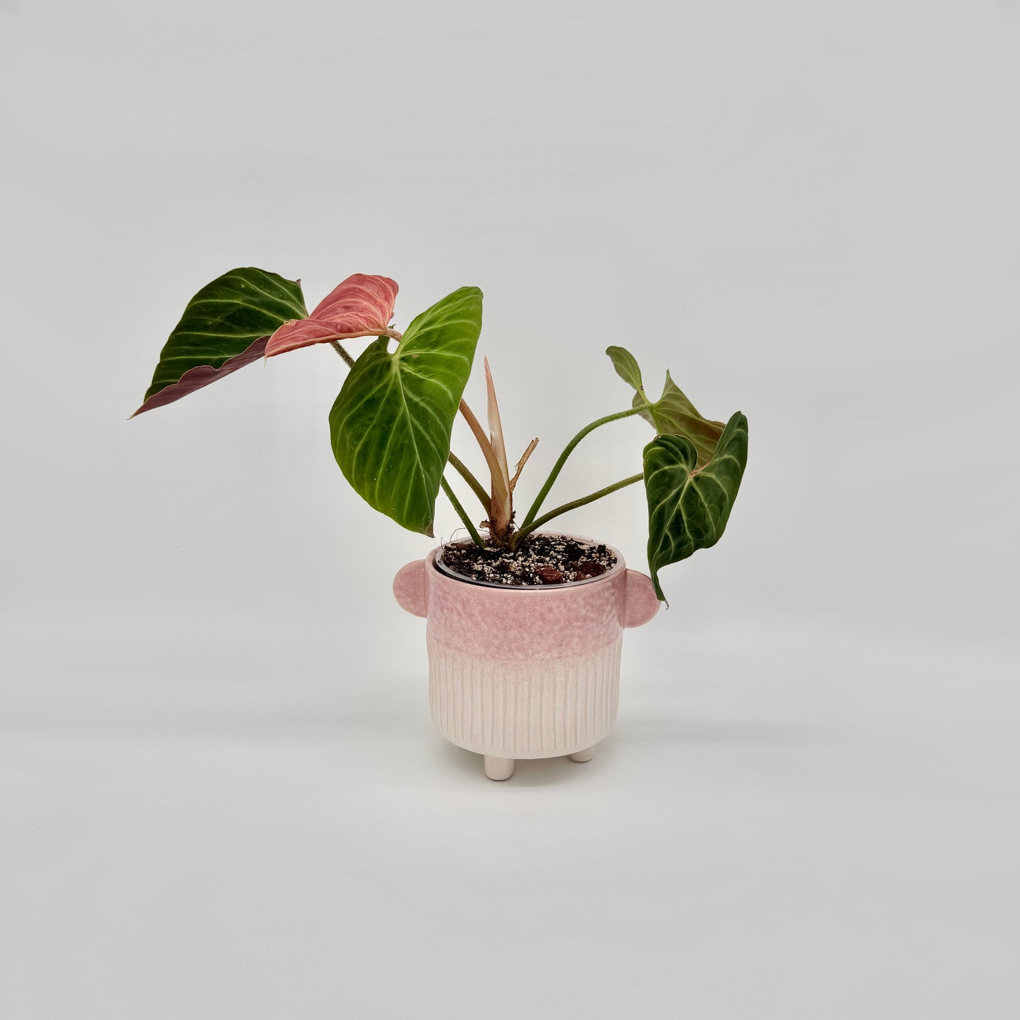 Philodendron verrucosum Amazon Sunset
