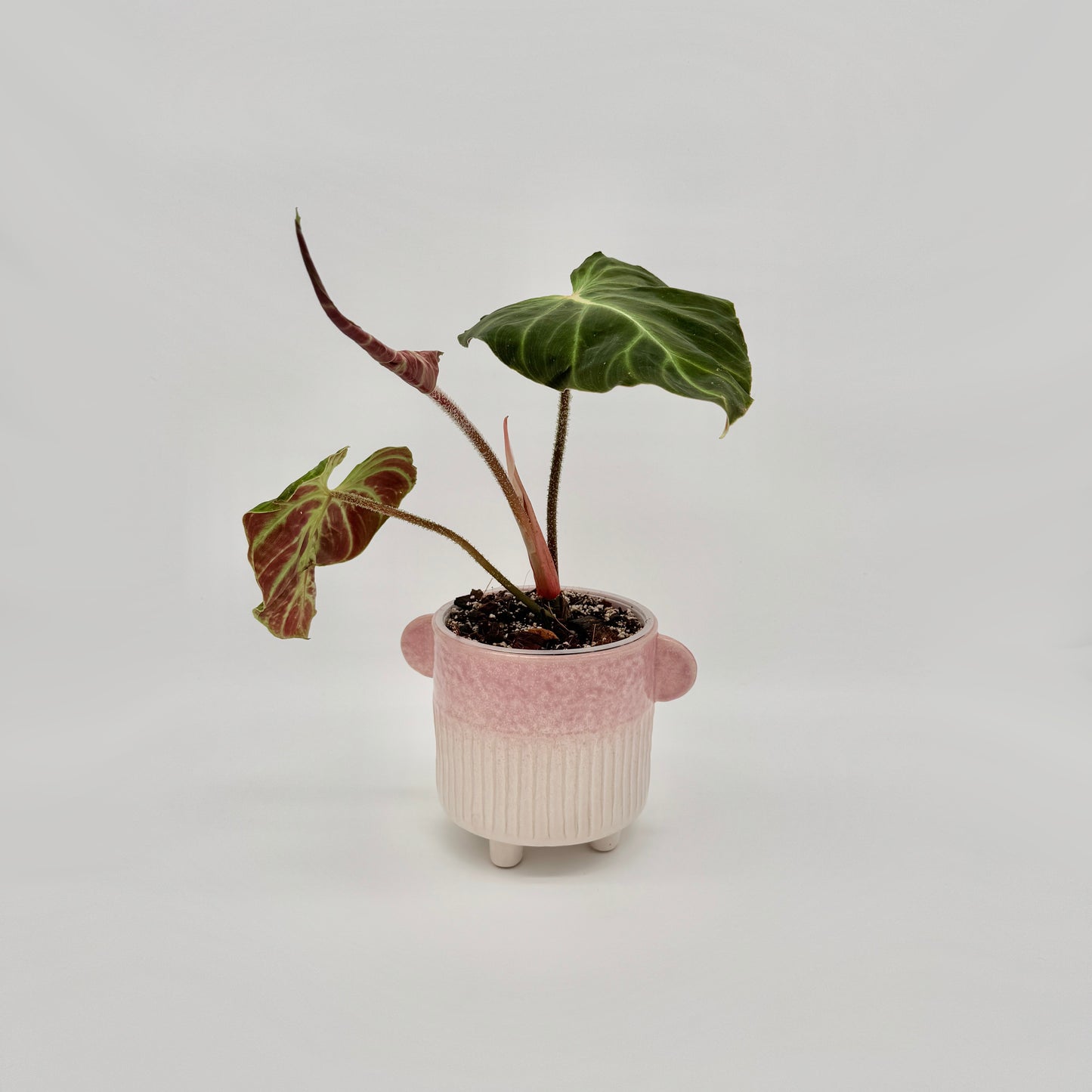 Philodendron verrucosum Amazon Sunset