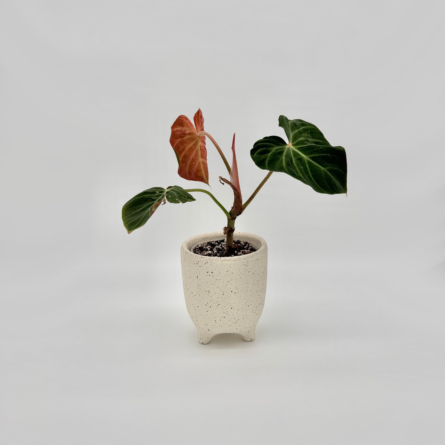 Philodendron verrucosum Amazon Sunset
