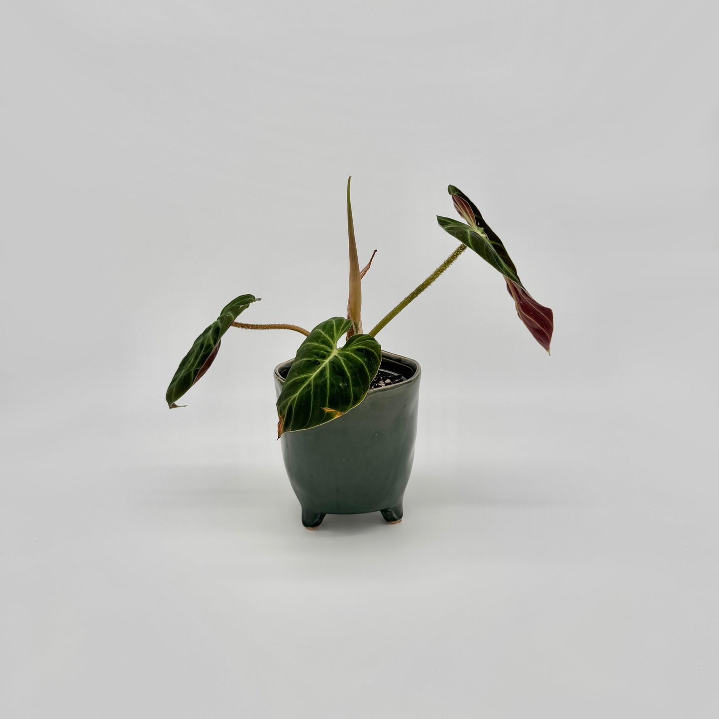 Philodendron verrucosum Amazon Sunset