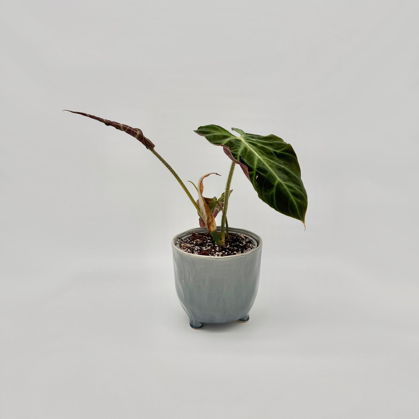 Philodendron verrucosum Amazon Sunset