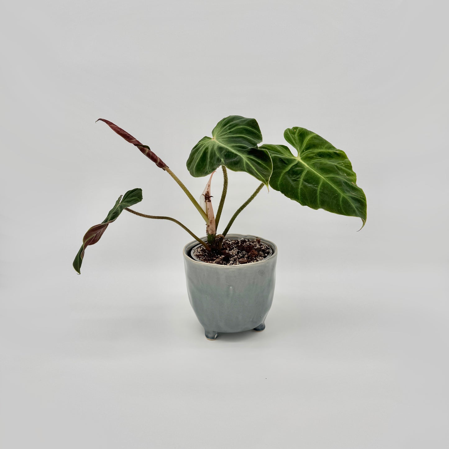 Philodendron verrucosum Amazon Sunset