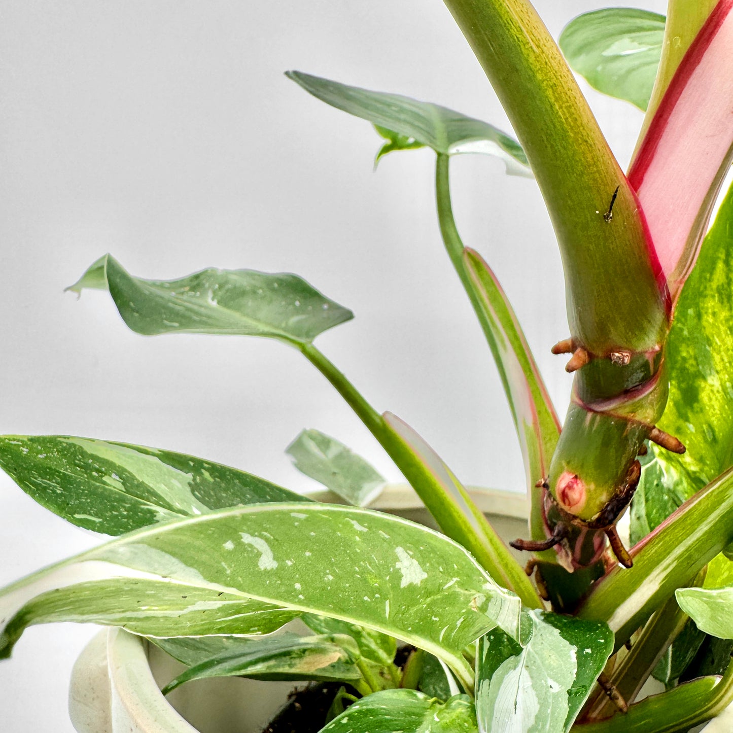 Detailaufnahme des Philodendron White Princess mit kräftigem Stiel in Rosa und grünen Blättern mit weißer Marmorierung, eingetopft in hellem Gefäß – tropische Sammlerpflanze und beliebte Variegata von Berlinplant.