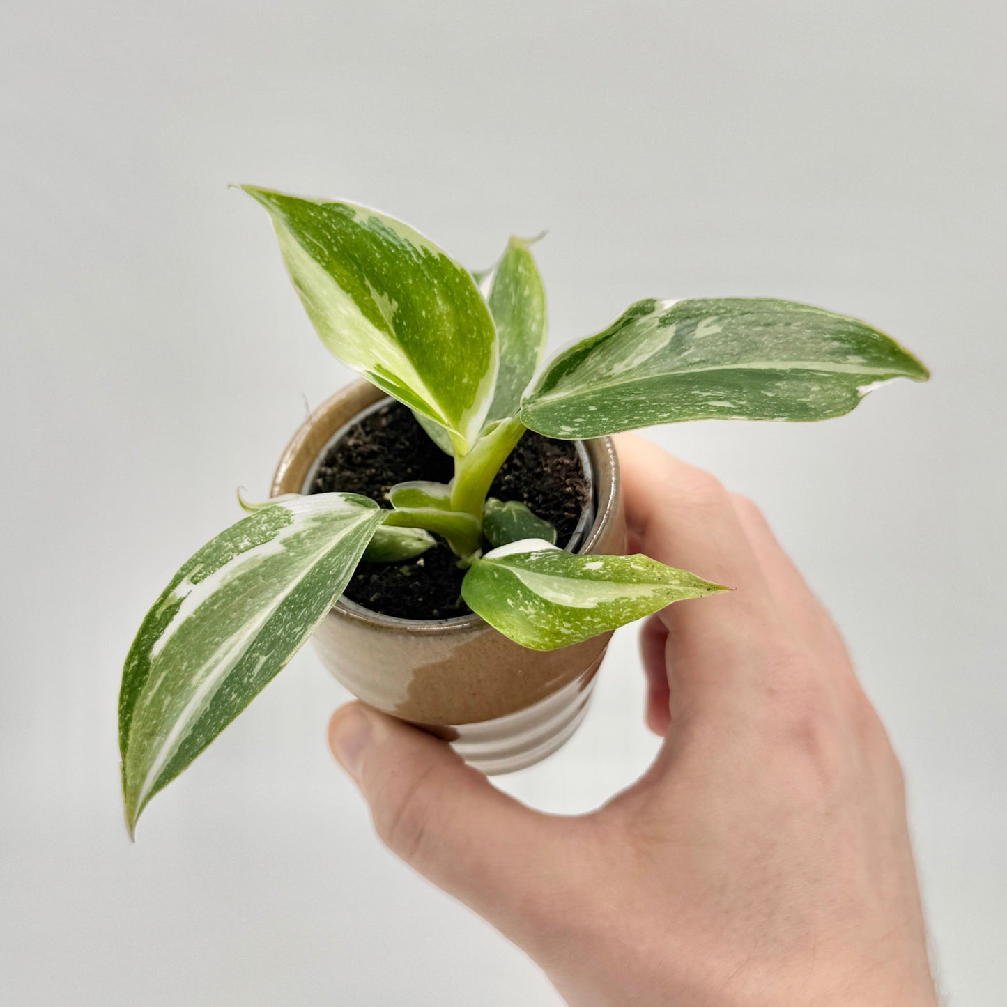 Philodendron White Wizard