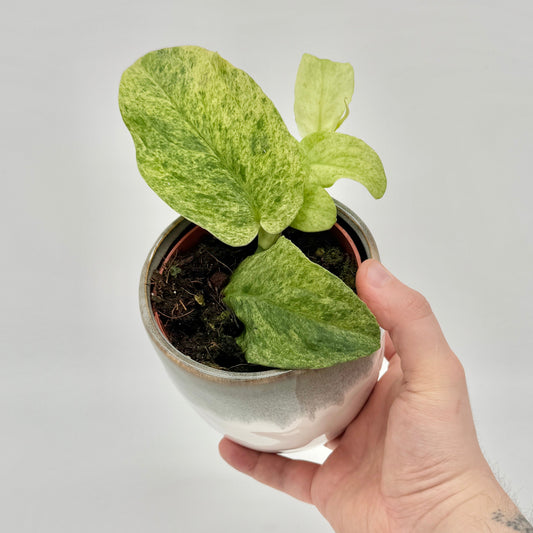 Rhaphidophora korthalsii Marble Aura