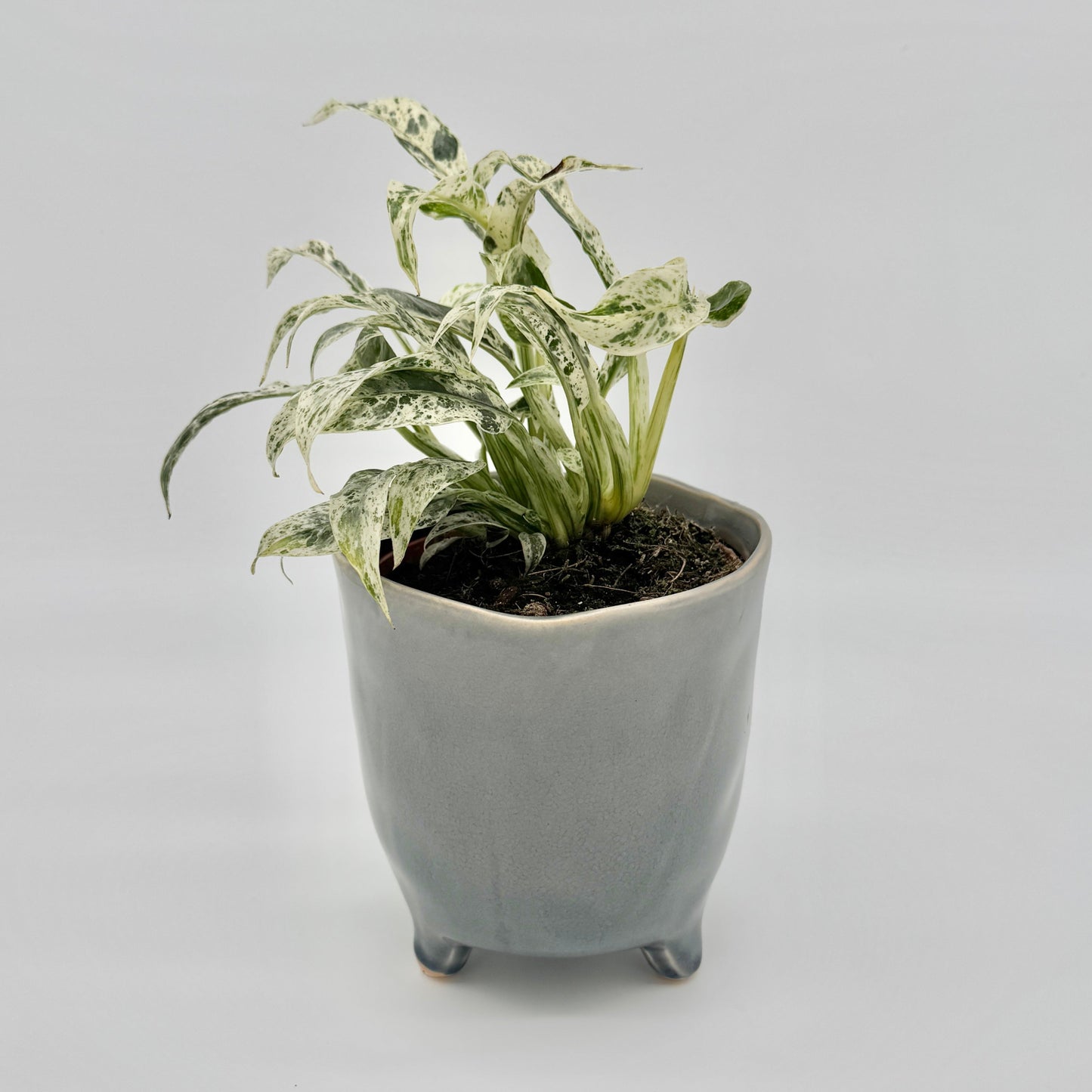 Rhaphidophora puberula variegata