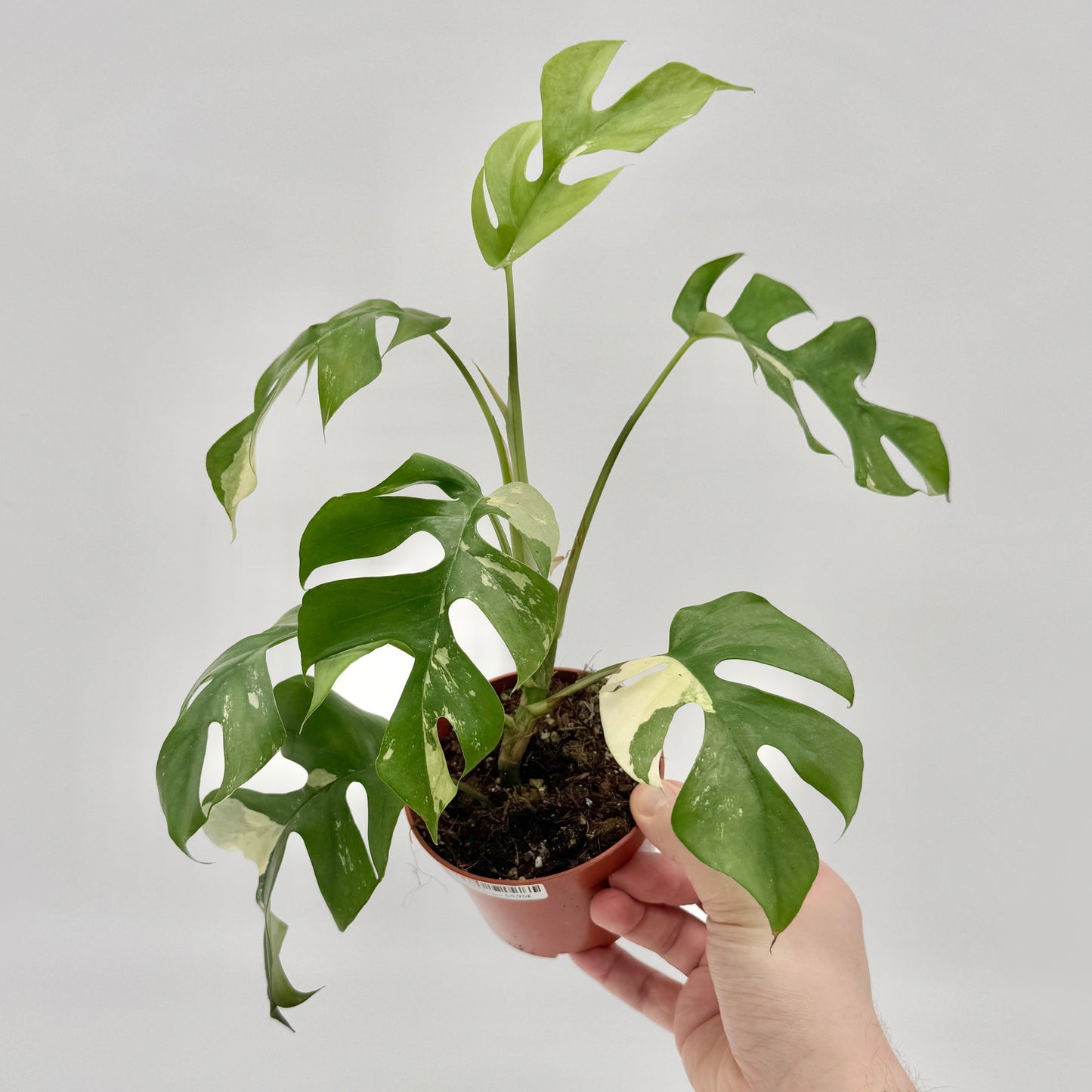 Rhaphidophora tetrasperma variegata