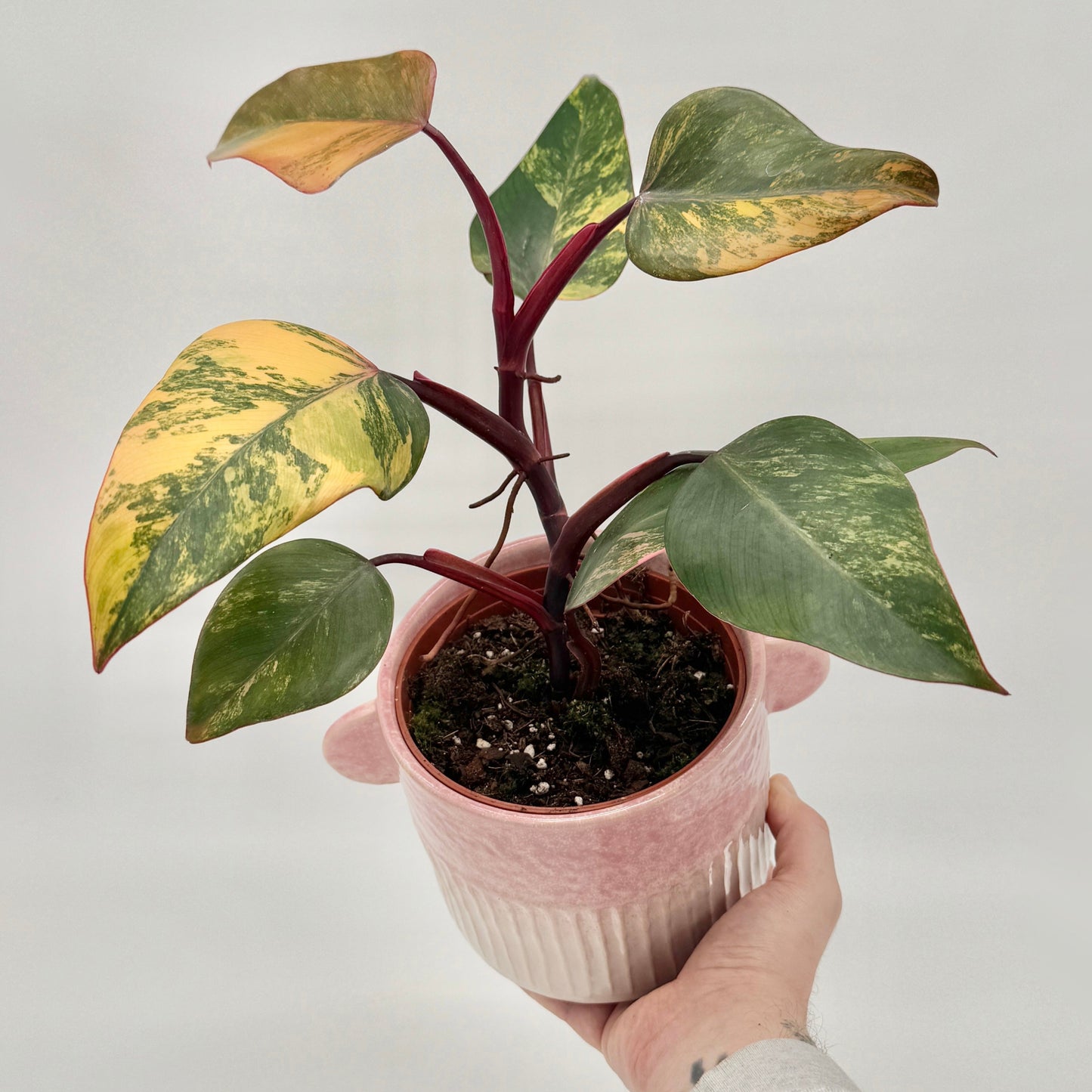 Philodendron Strawberry Shake