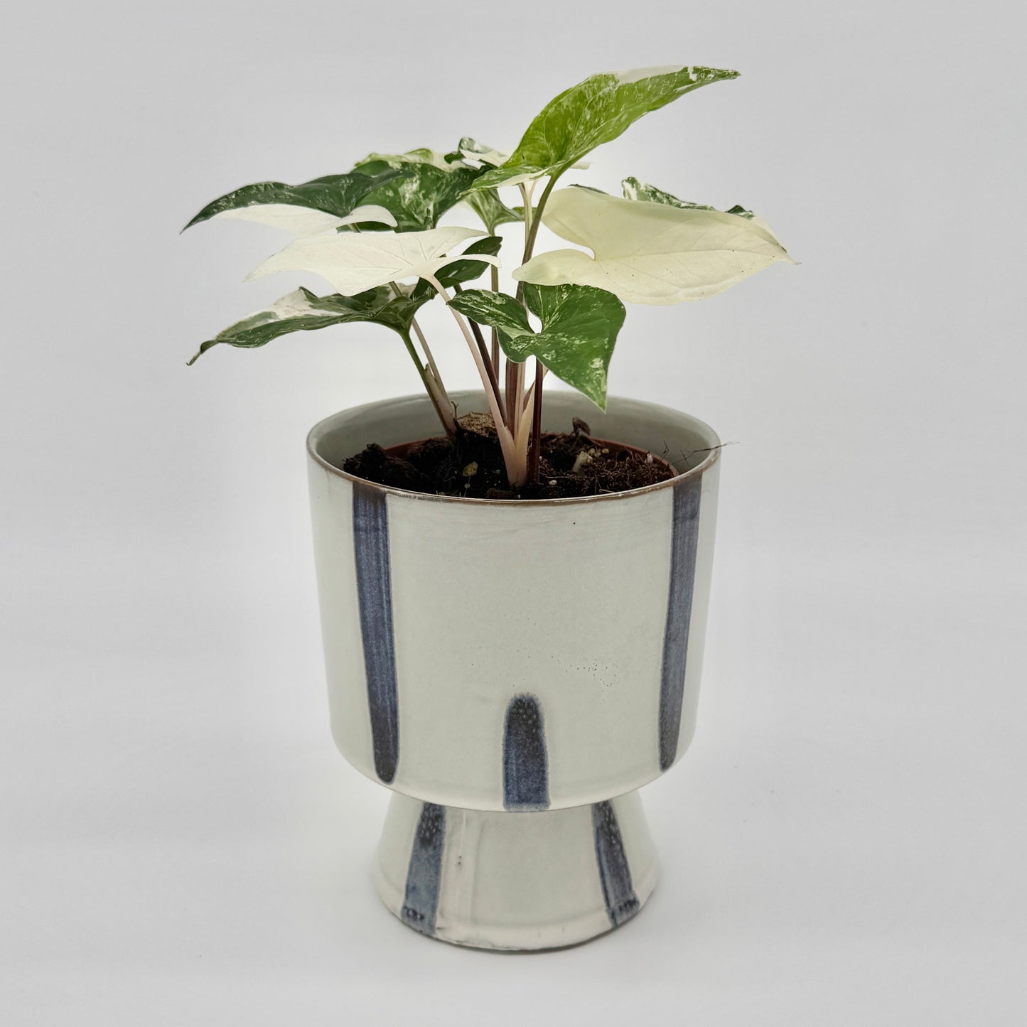 Syngonium albo variegata