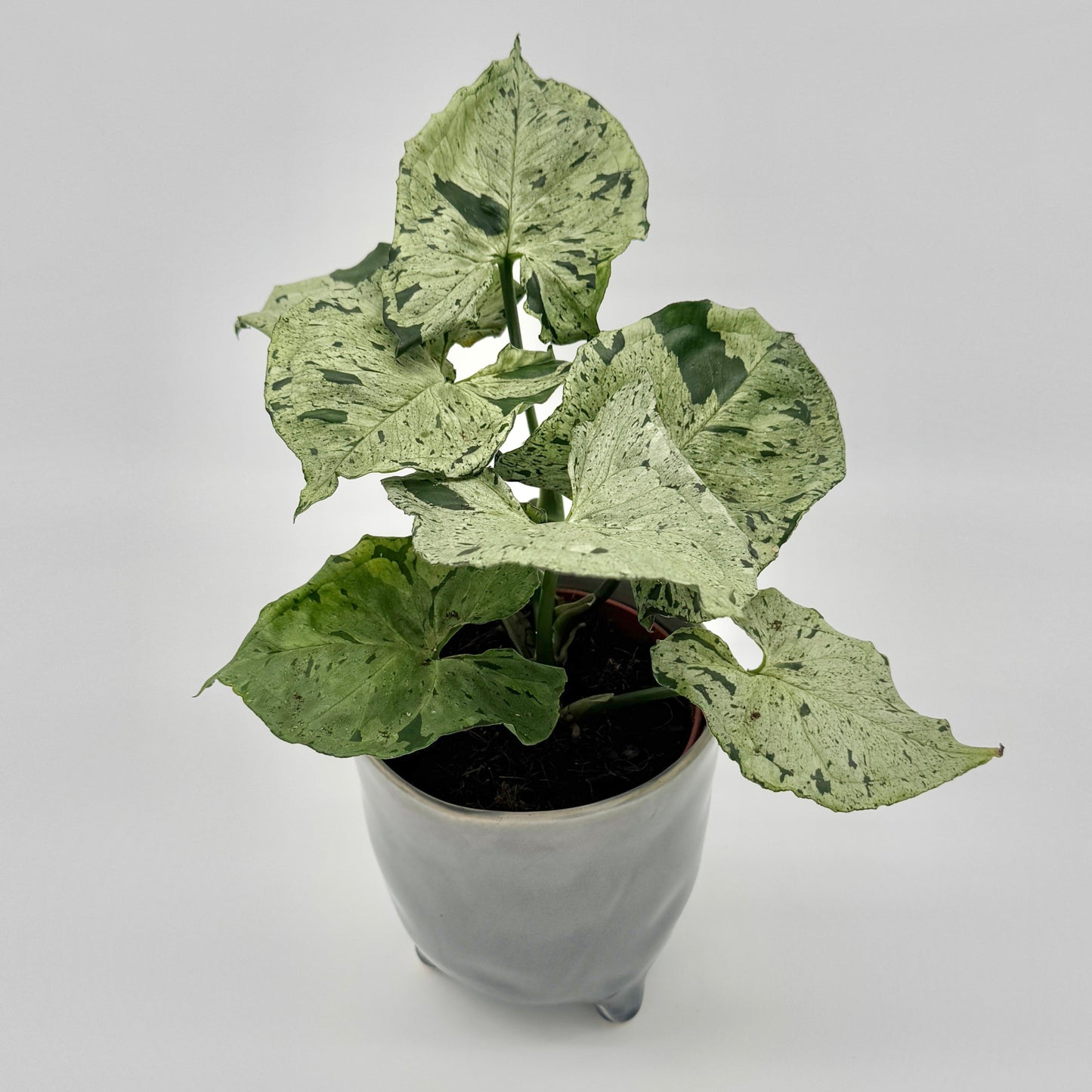Syngonium Green Splash