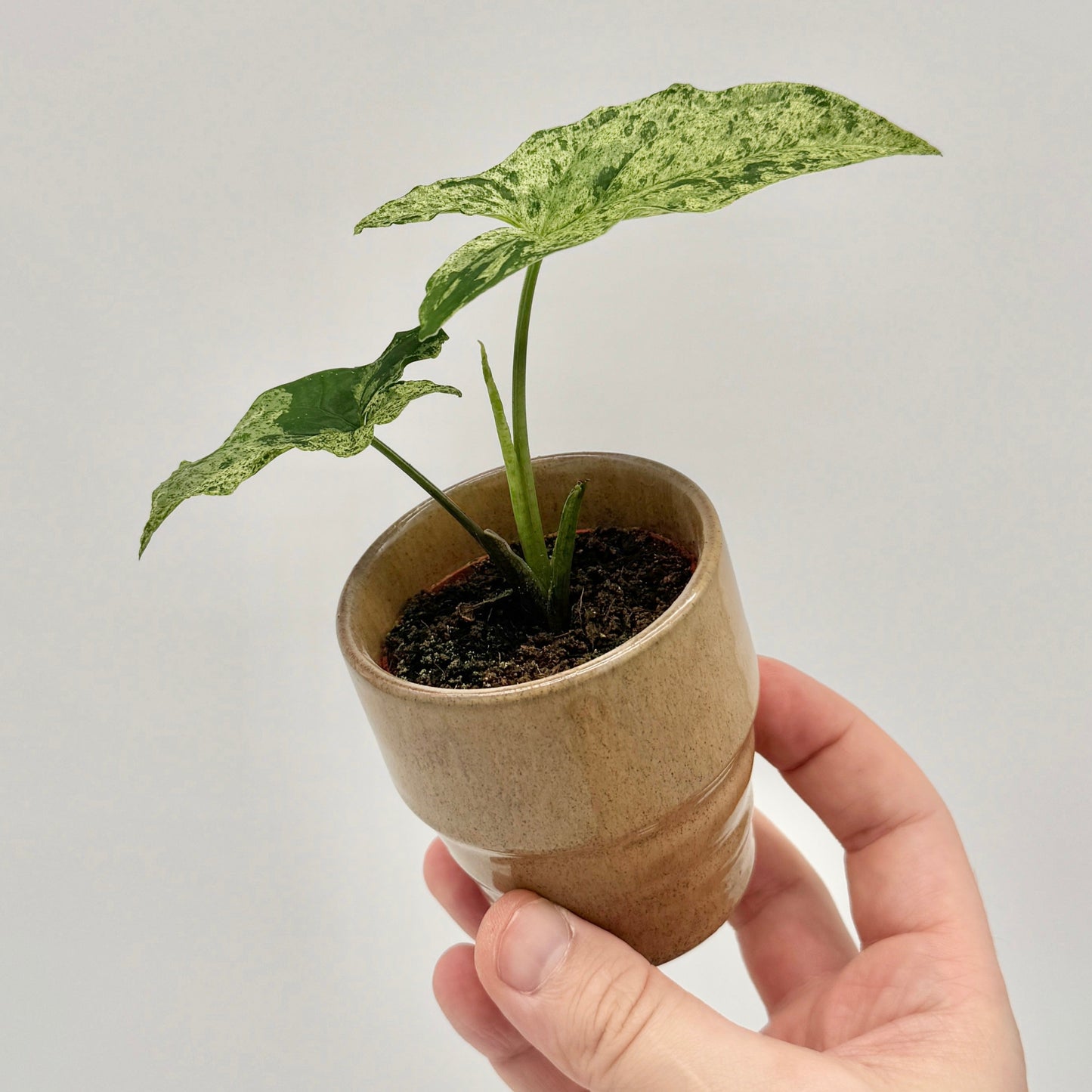 Syngonium Mottled