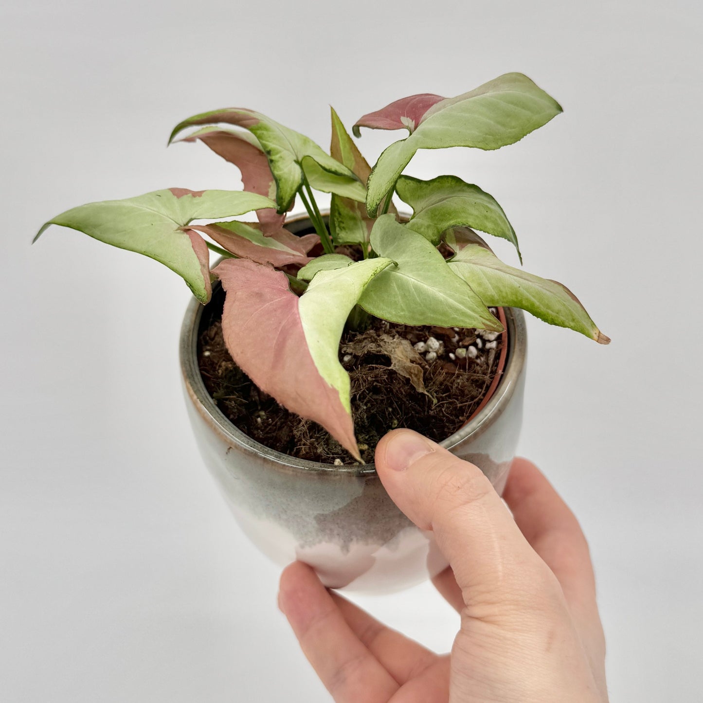 Syngonium Orm Nagpum Variegata