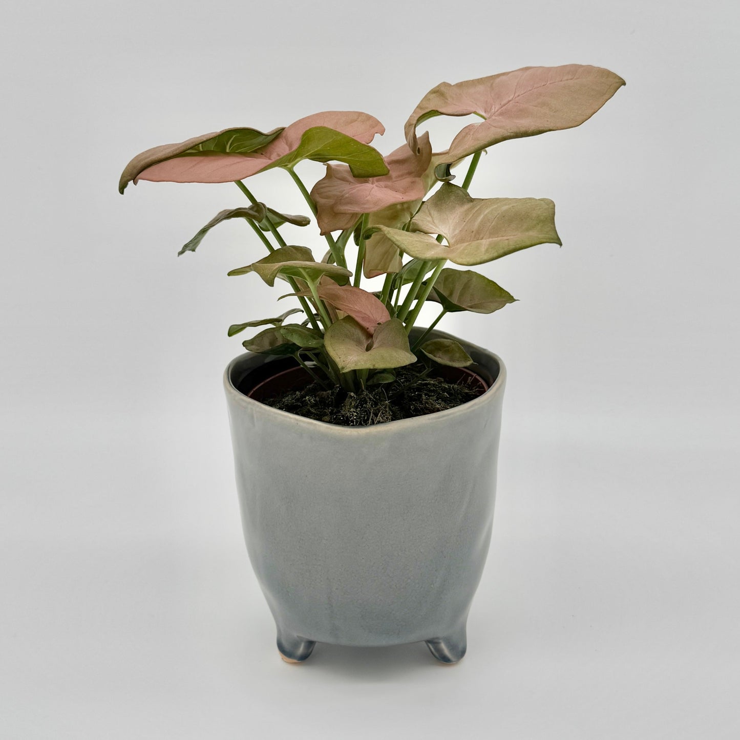 Syngonium podophyllum Neon