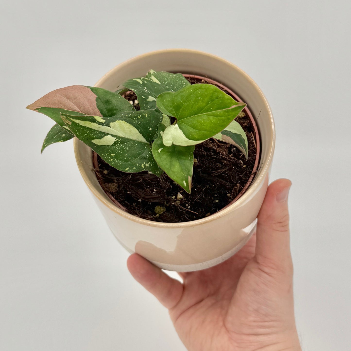 Syngonium Red Spot Tricolor
