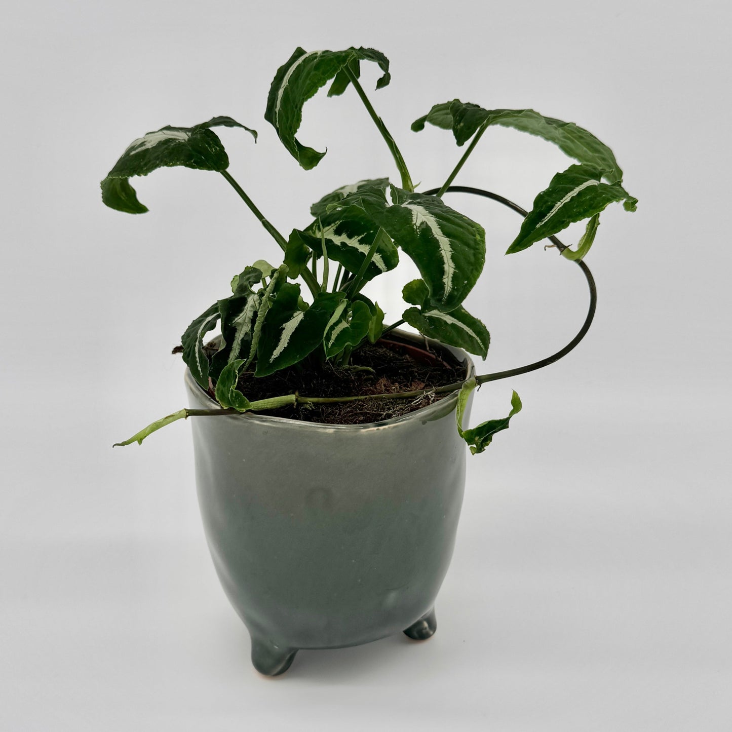 Syngonium wendlandii