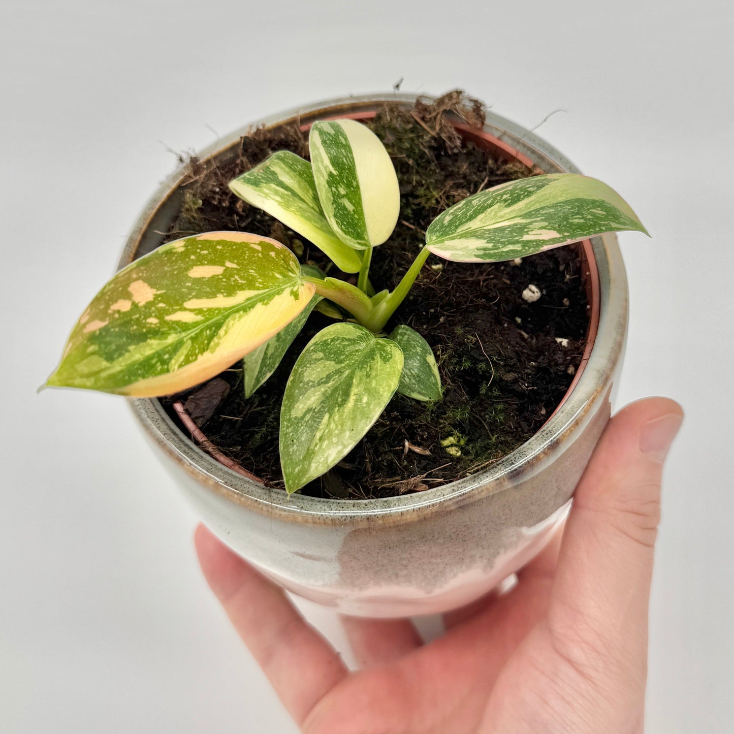 Philodendron Green Congo variegata