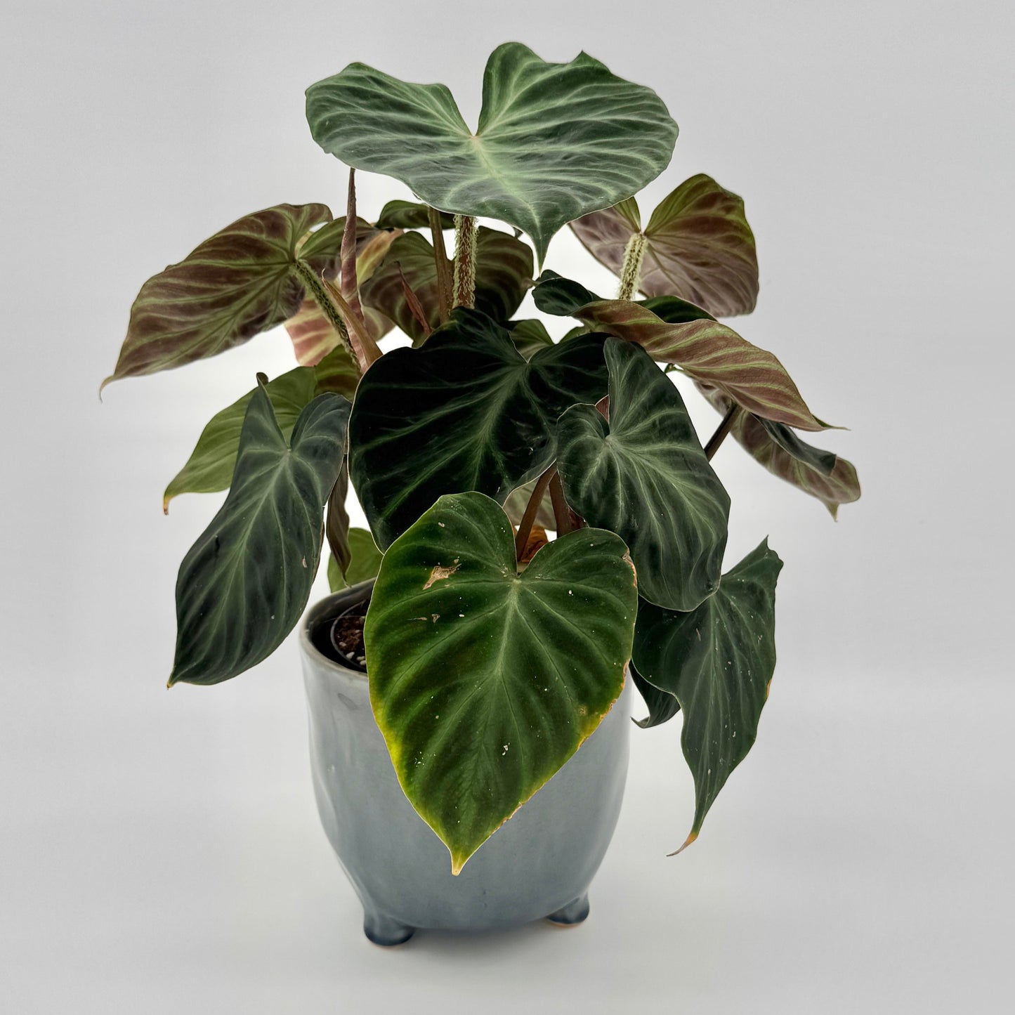 Philodendron verrucosum
