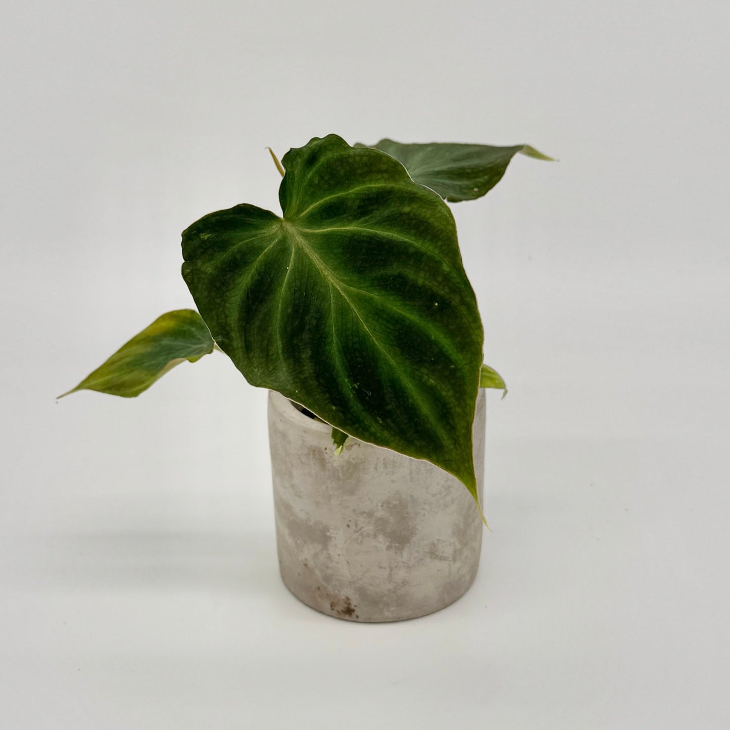 Philodendron verrucosum