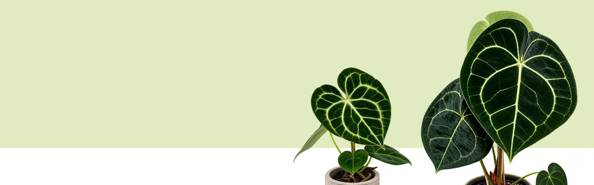 Zwei Anthurium clarinervium mit dunkelgrünen, herzförmigen Blättern und hellen Blattadern vor hellgrüner Fläche.