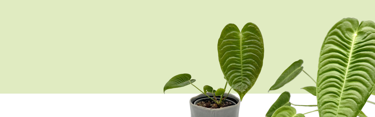 Anthurium veitchii mit stark gerippten Blättern in einem grauen Topf, rechts daneben ein großes geripptes Blatt in Nahaufnahme