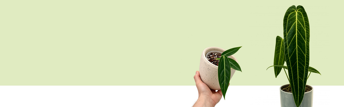Anthurium warocqueanum: links eine Hand mit einer Jungpflanze im hellen Topf, rechts eine ausgewachsene Pflanze mit langen, schmalen dunkelgrünen Blättern und hellen Adern.