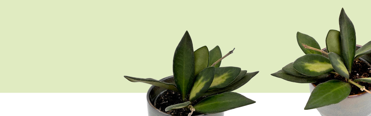 Hoya burtoniae variegata in einem grauen Topf mit kleinen, samtigen Blättern in Dunkelgrün und gelbgrüner Zeichnung im Blattzentrum vor hellgrünem Hintergrund