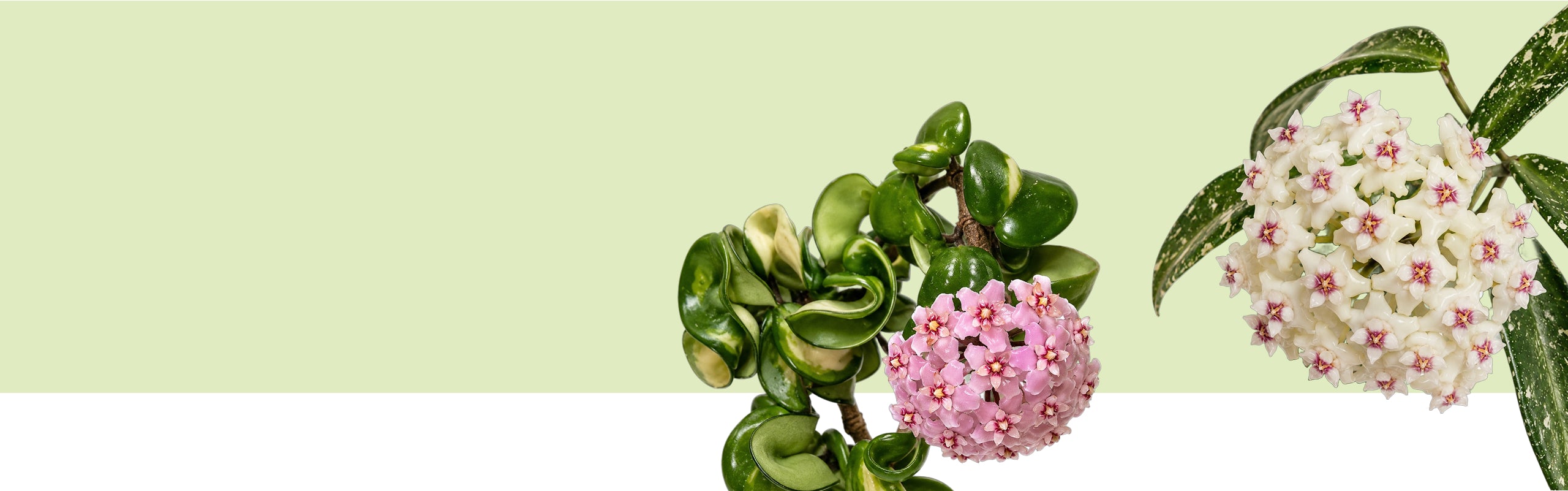 Hoyas vor hellgrünem Hintergrund: gedrehte panaschierte Blätter mit rosa Blütendolde und ein Trieb mit silbrig gesprenkelten Blättern und weißer Blütendolde