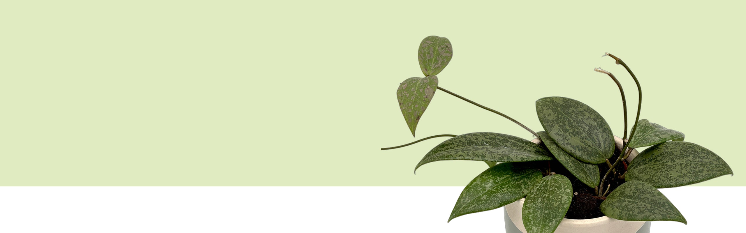 Hoya verticillata im hellen Topf mit dunkelgrünen, silbrig gesprenkelten Blättern und langen kahlen Suchtrieben vor hellgrünem Hintergrund