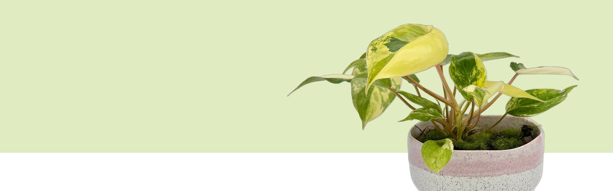 Philodendron Burle Marx Variegata im rosa und weiß gesprenkelten Keramiktopf vor hellgrünem und weißem Hintergrund: herzförmige Blätter, creme, hellgelb und grün gescheckt, an rötlichen Stielen