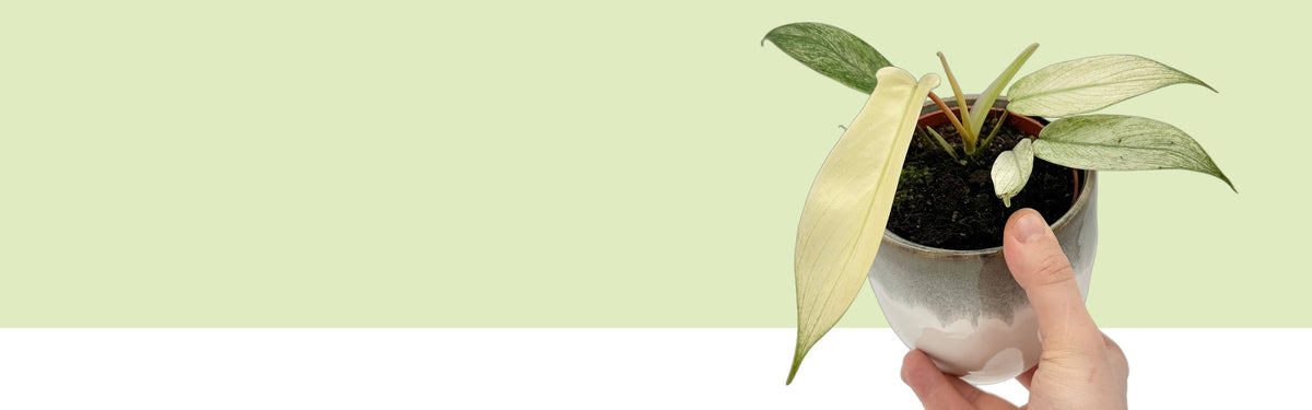 Philodendron Florida Ghost vor hellgrünem und weißem Hintergrund: schmale Jungblätter in Cremeweiß und Hellgelb mit grünen Sprenkeln, dazu ein grün marmoriertes Blatt, im Keramiktopf in einer Hand