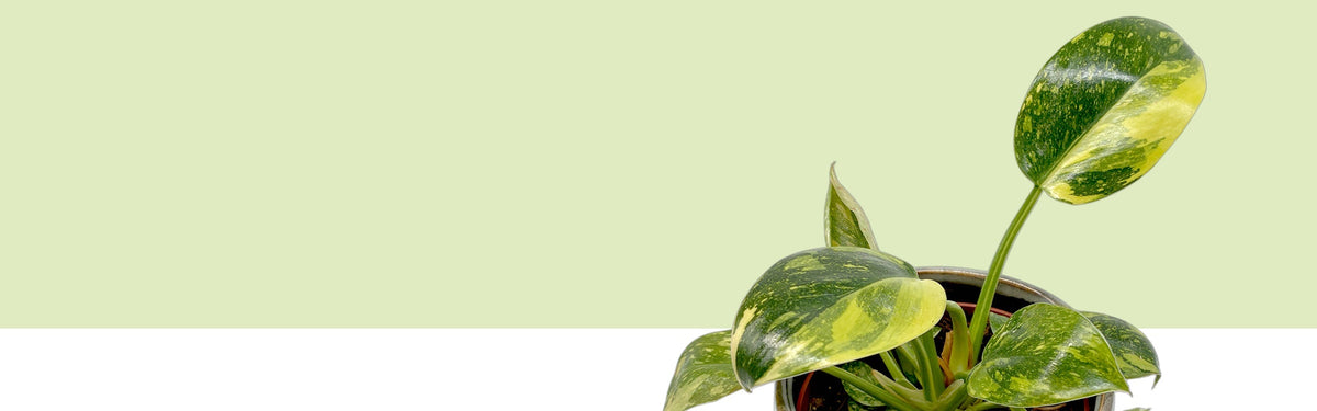 Philodendron Green Congo variegata vor hellgrünem und weißem Hintergrund: aufrechte, glänzende Blätter mit grünen und hellgelben Flächen und feinen gelben Sprenkeln