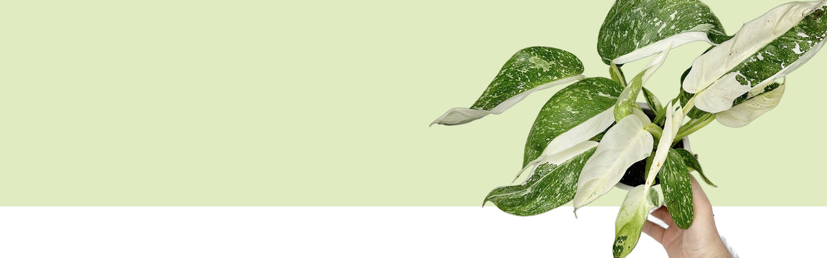 Philodendron Jose Buono vor hellgrünem und weißem Hintergrund, von einer Hand gehalten: große grüne Blätter mit cremeweißen Sprenkeln, mehrere Blätter fast ganz cremeweiß