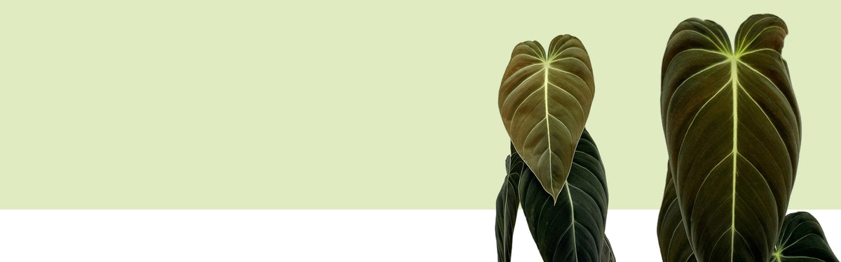 Samtige Blätter eines Philodendron melanochrysum mit hellen Adern, freigestellt vor hellgrüner Fläche, ein junges Blatt kupferbraun, Banner der Lexikonseite