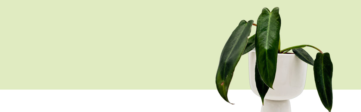 Philodendron spiritus-sancti vor hellgrünem und weißem Hintergrund: lange, schmale, dunkelgrüne Pfeilblätter mit feinem rötlichem Rand hängen über einen weißen Topf auf hohem Fuß