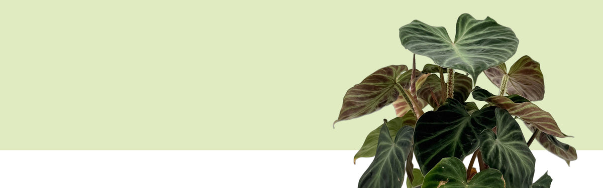 Philodendron verrucosum vor hellgrünem und weißem Hintergrund: samtig dunkelgrüne Herzblätter mit hellen Adern, dazu Blätter mit rötlich gestreifter Unterseite an borstig besetzten Stielen