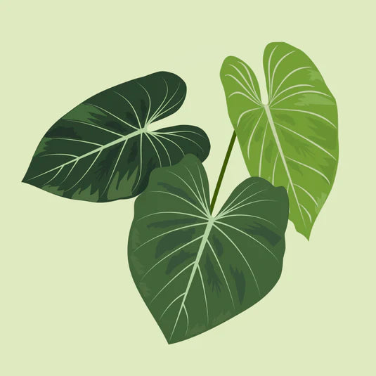 Philodendren