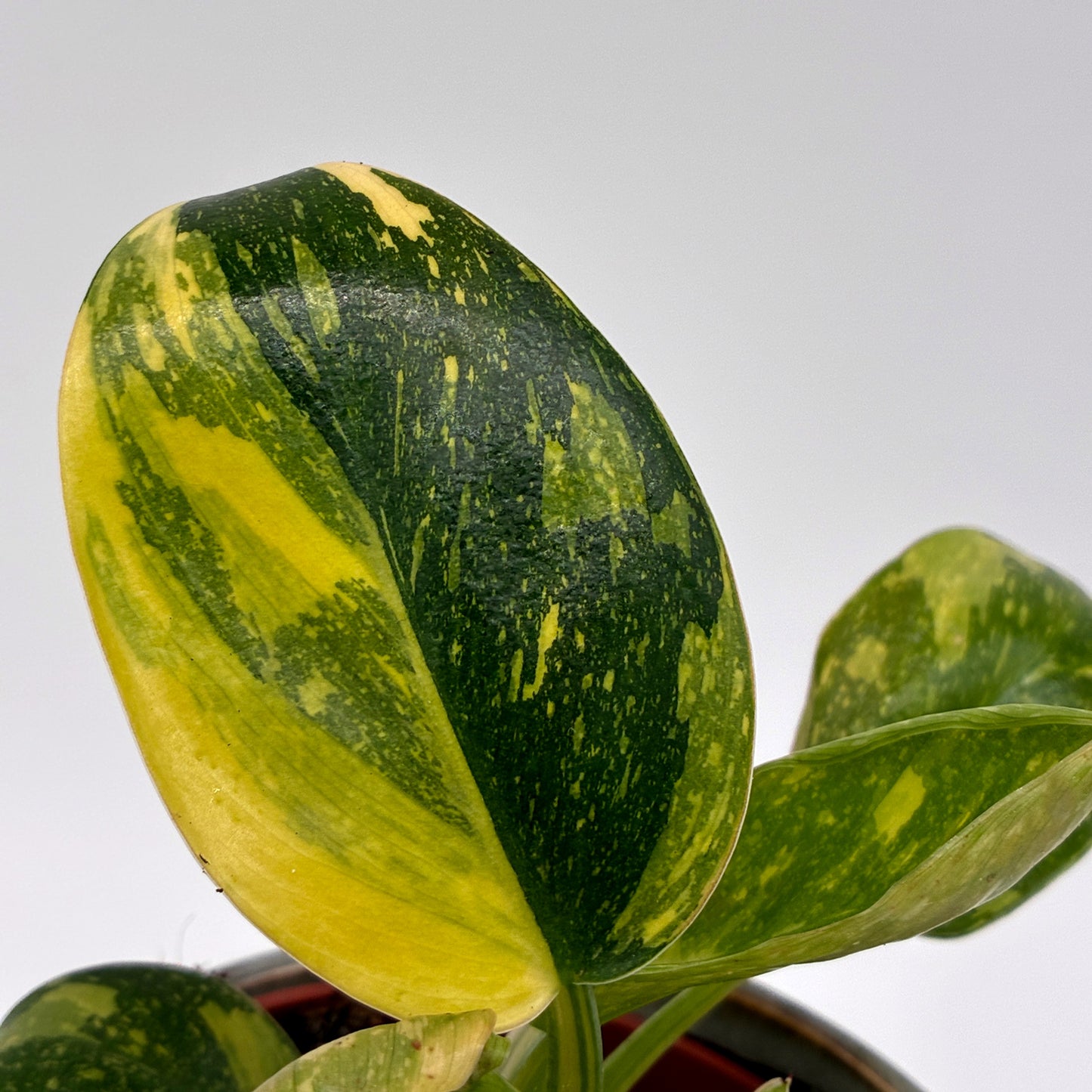 Philodendron Green Congo variegata