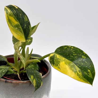 Philodendron Green Congo variegata