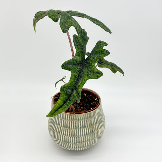 Alocasia Jacklyn