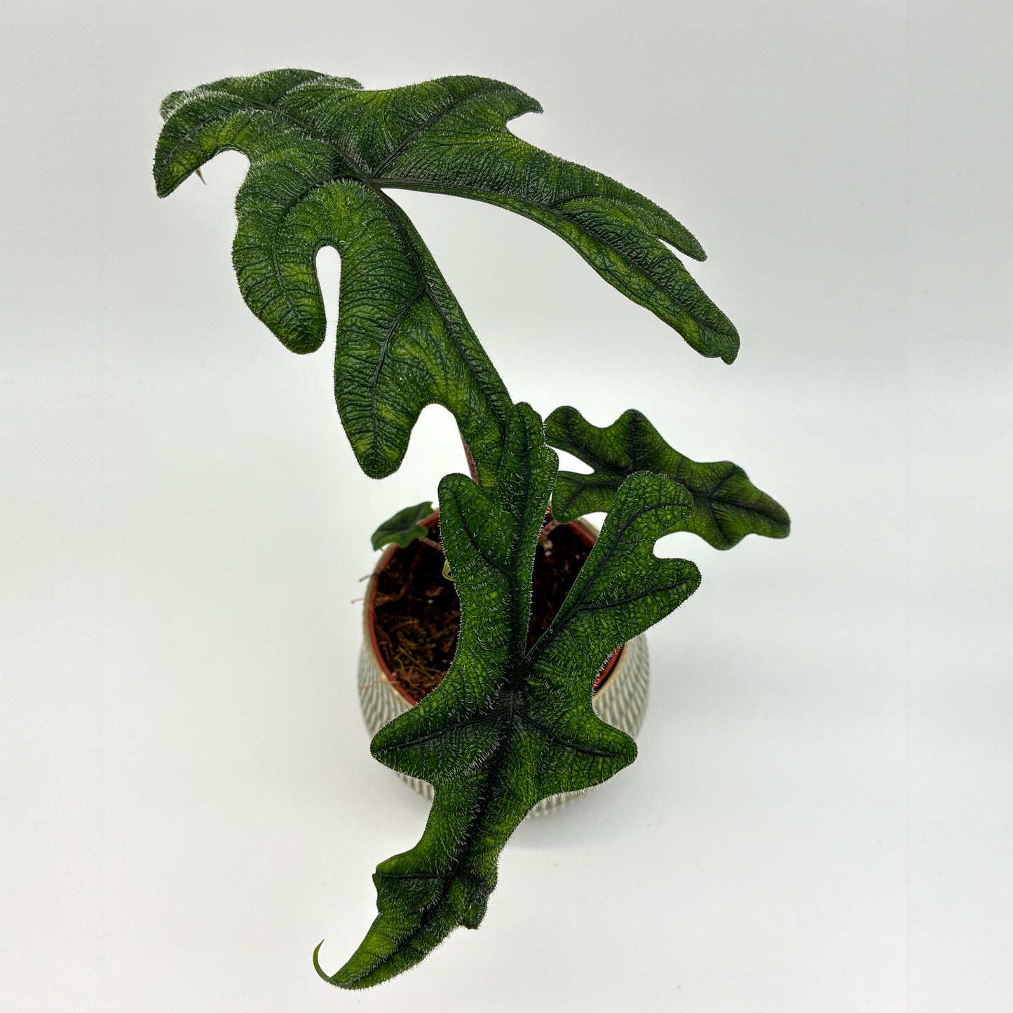 Alocasia Jacklyn