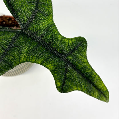 Alocasia Jacklyn