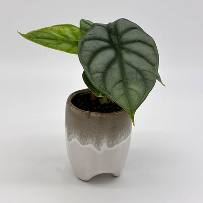Alocasia Silver Dragon