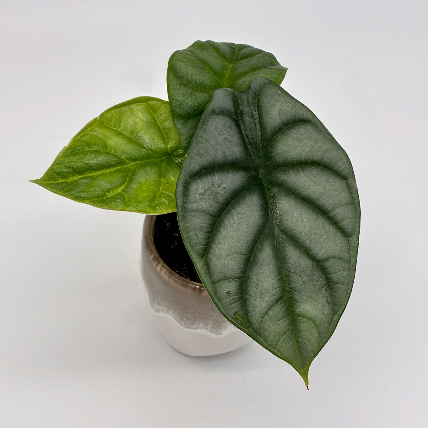 Alocasia Silver Dragon